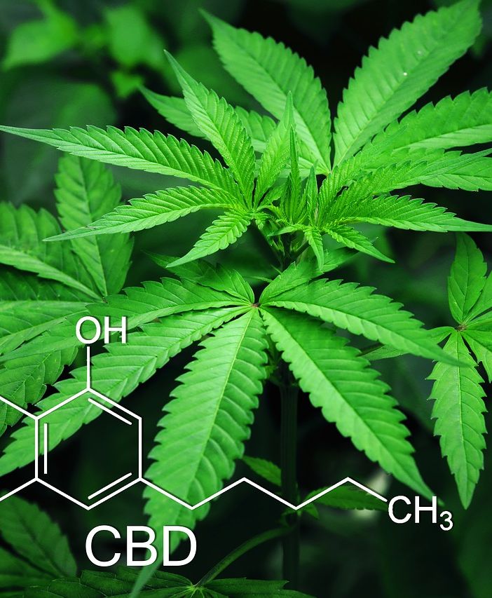 CBD: i motivi del boom online