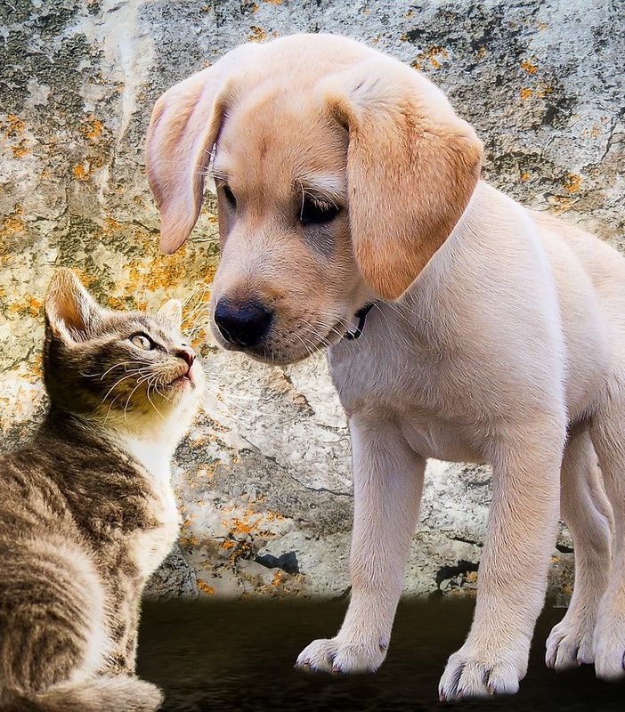 Da una vera passione per gli animali nasce Master Pet, un servizio di consulenza dedicato ai nostri amici a quattrozampe