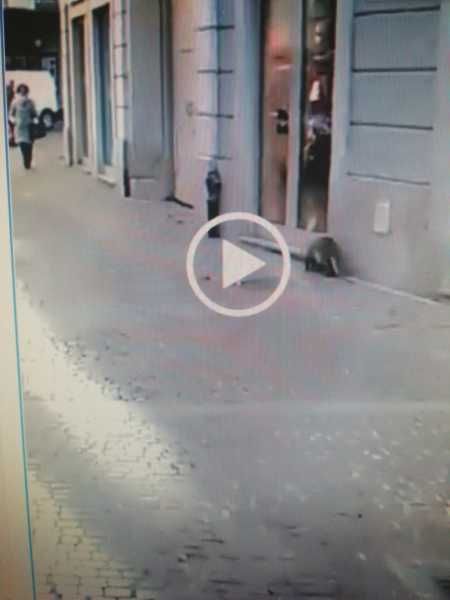 Abbiategrasso, nutria a spasso per il centro…