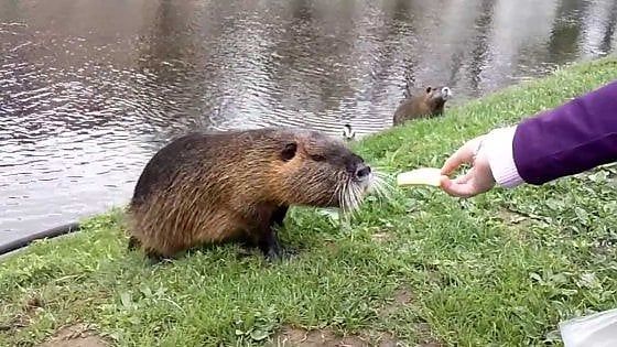 La Lombardia dichiara ‘guerra’ alle nutrie