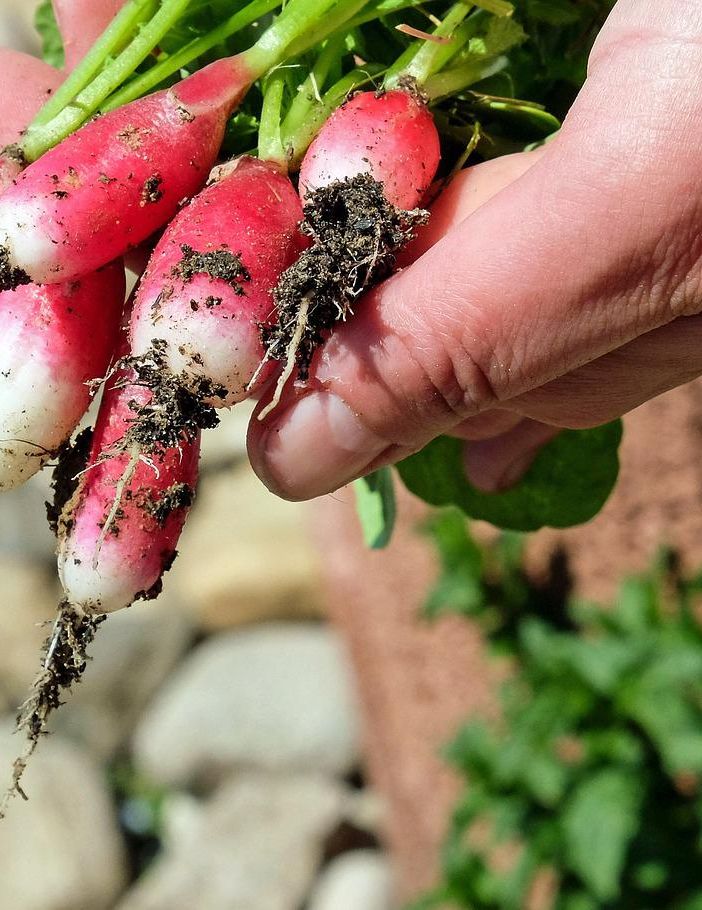 Orti e digitale: un connubio possibile ed efficiente