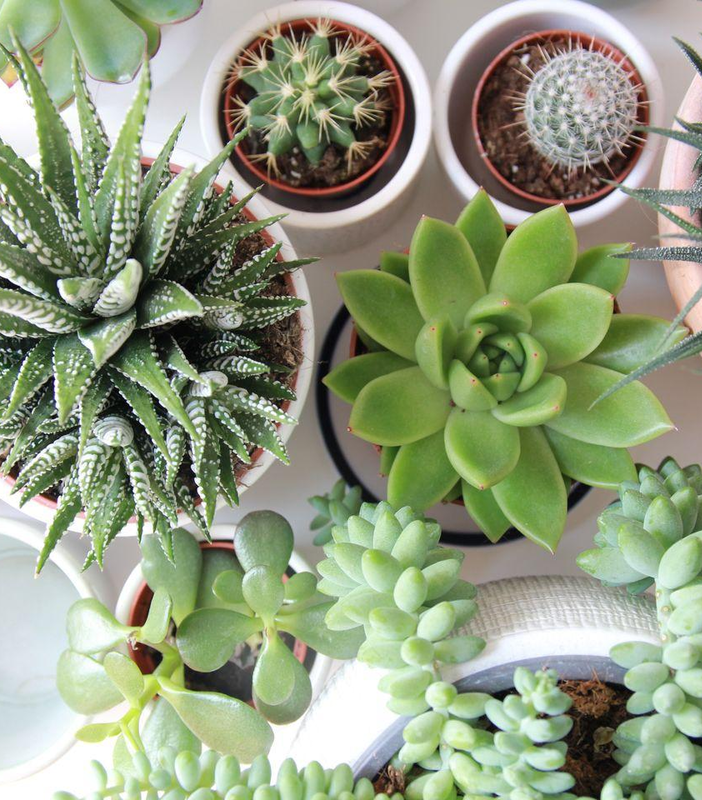 Piante per casette in legno: tante idee per il tuo giardino