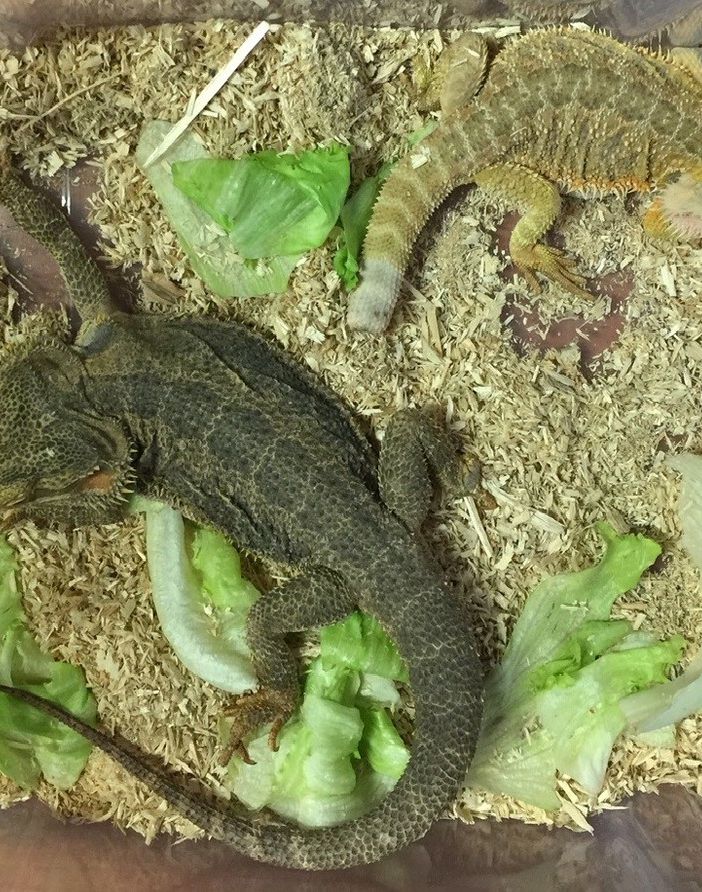 Vigevano: due esemplari di Pogona Vitticeps sono stati recuperati dai carabinieri forestali del nucleo Cites di Pavia