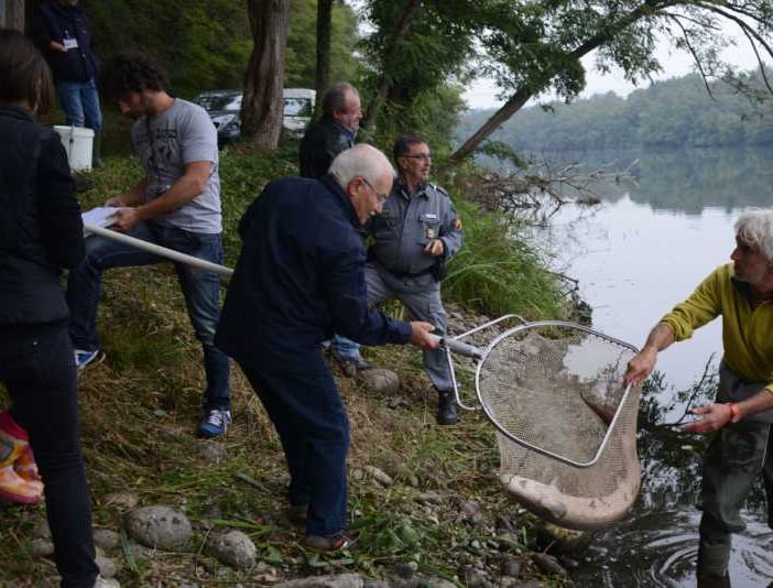 Gli storioni del fiume Ticino tornano a ripopolare il mar Adriatico