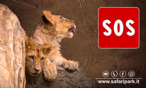 Coronavirus, gli animali del Safari Park Lago Maggiore rischiano di morire di fame: «Chi può, doni cibo»