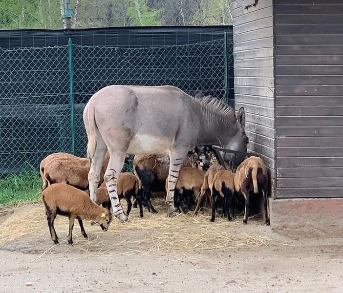 Safari Park: «Grazie per gli alimenti agli animali. Aiutateci acquistando un biglietto da usare entro il 31 dicembre 2021»