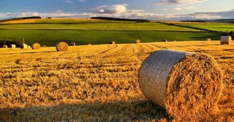 Agricoltura: boccata d’ossigeno, 20 milioni di euro per le aziende agricole lombarde