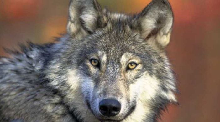 Il Parco Ticino partecipa al primo monitoraggio italiano sulla presenza del lupo