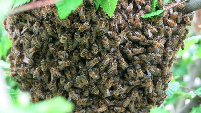 Robecco: attaccati da uno sciame di vespe nei boschi, localizzati dall’elisoccorso