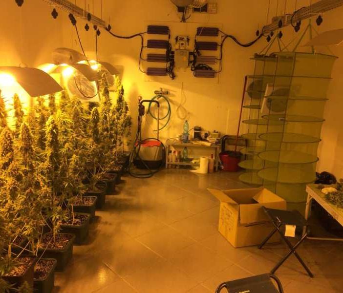Vittuone: serra di marijuana in casa, arrestati due giovani