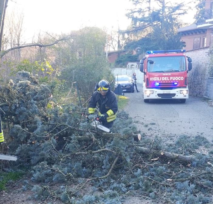 Alberi pericolanti a causa del forte vento, intervengono i vigili del fuoco