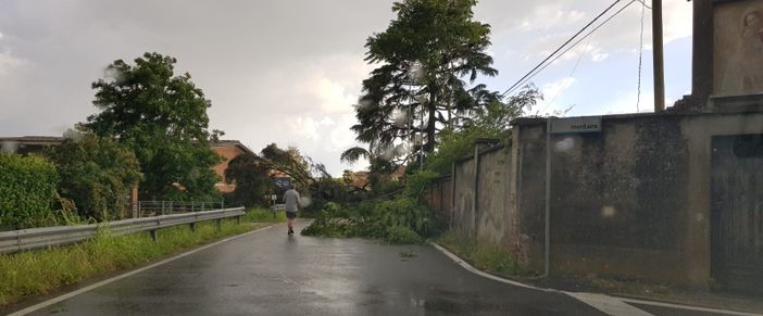 Maltempo sulla Bassa Lomellina, alberi caduti sulle strade, interrotta la Torre Beretti-Castellaro Maltempo sulla Bassa Lomellina, alberi caduti sulle strade, interrotta la Torre Beretti-Castellaro