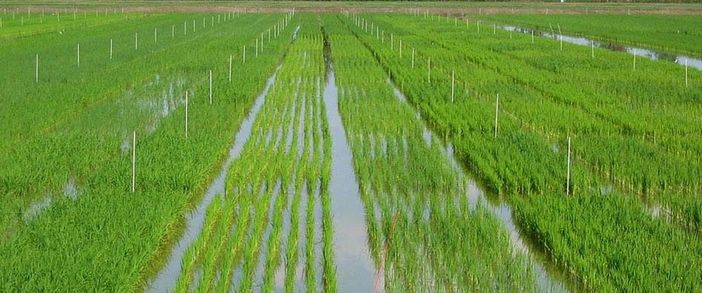 Riso, crolla la produzione in Lombardia: meno 200 milioni di chili