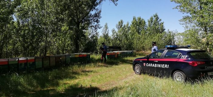 Voghera: sgominato dai carabinieri un traffico illecito di alveari. Denunciate quattro persone Voghera: sgominato dai carabinieri un traffico illecito di alveari. Denunciate quattro persone