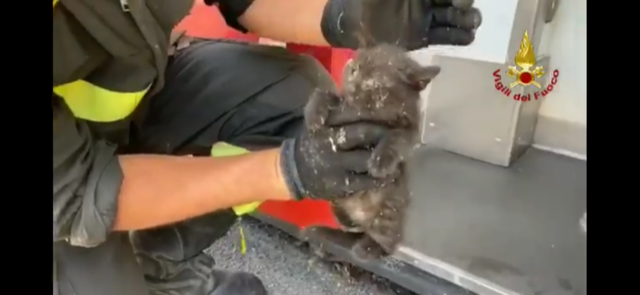 VIDEO. Pavia: i Vigili del fuoco salvano un gattino incastrato sotto una macchina per fototessere