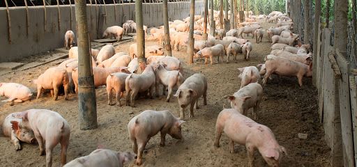 Peste suina, in Lombardia 53% maiali italiani. Coldiretti: «Bene ordinanza salva stalle» Peste suina, in Lombardia 53% maiali italiani. Coldiretti: «Bene ordinanza salva stalle»