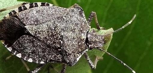 La Regione Lombardia: "La cimice asiatica è un flagello, il Governo riconosca l'emergenza"