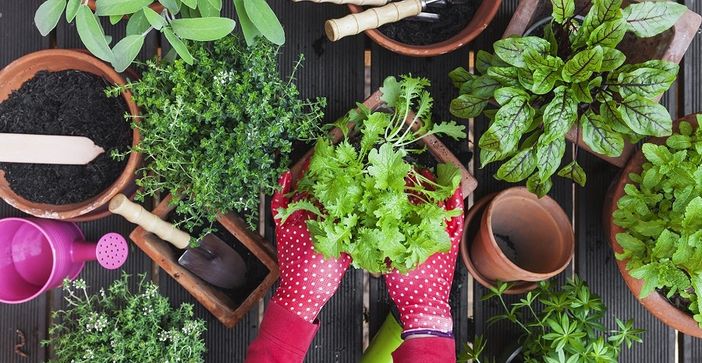 Amate l’orto di Francesco Lena Amate l’orto di Francesco Lena