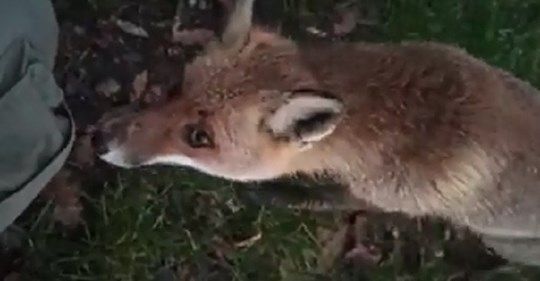 Volpe addomesticata nel Parco del Ticino. L’appello: “Non date da mangiare agli animali selvatici!”