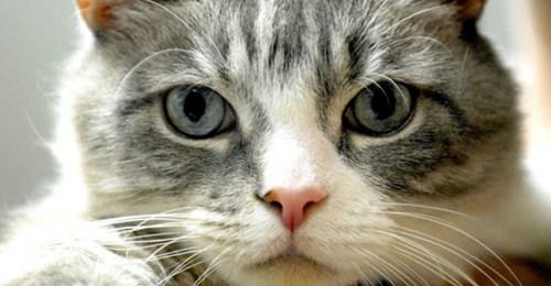 Corbetta, una brutta notizia: chiude i battenti l’Oasi Felina di Cerello