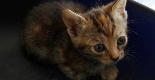 Colonia Felina, il sindaco di Corbetta chiarisce e precisa