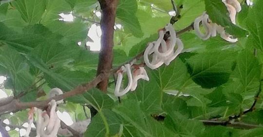 Popillia Japonica, Rolfi: via libera all’utilizzo della Chlorantraniliprole per contrastare gli insetti dannosi Popillia Japonica, Rolfi: via libera all’utilizzo della Chlorantraniliprole per contrastare gli insetti dannosi