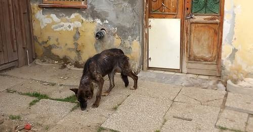 Pavia: sequestrati 40 cani e 7 gatti