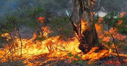 Allerta incendi boschivi in Lombardia: Abbiategrasso diffonde il monito (e l’ordinanza) del Pirellone
