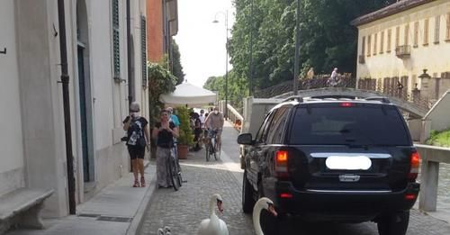 Robecco: famiglia di cigni a spasso lungo via Ripa Naviglio (FOTO)