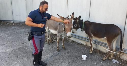 Castano Primo: due asini vagano lungo la Boffalora-Malpensa, allarme tra gli automobilisti Castano Primo: due asini vagano lungo la Boffalora-Malpensa, allarme tra gli automobilisti