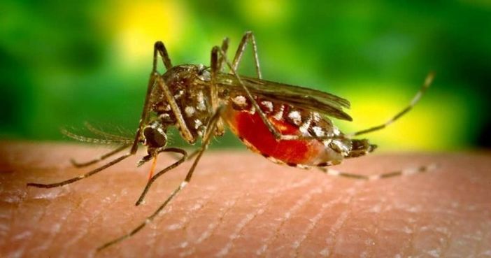 298 casi di West Nile in Italia, 9 decessi in Lombardia