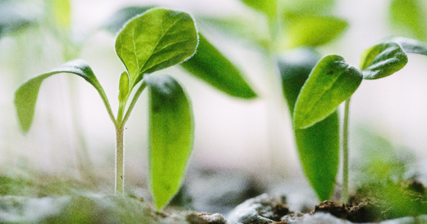 Il ruolo cruciale dell'ormone della crescita umano (hGH) nell'essere umano Il ruolo cruciale dell'ormone della crescita umano (hGH) nell'essere umano