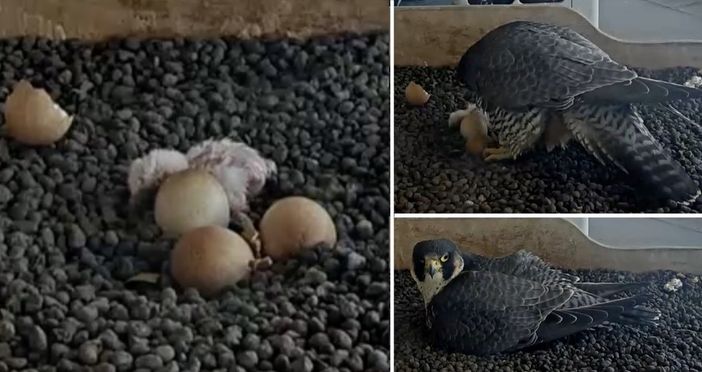 LA FOTO. Il primo pullo non si scorda mai: emozione di Pasquetta LA FOTO. Il primo pullo non si scorda mai: emozione di Pasquetta