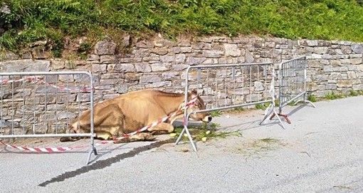 Abbandona in mezzo alla strada una mucca agonizzante
