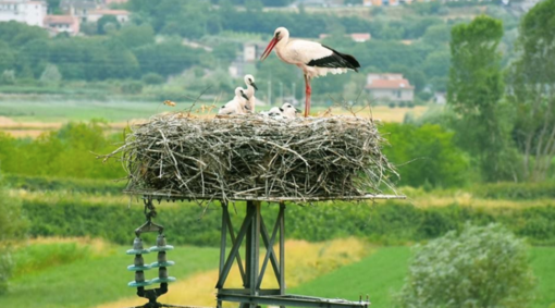 Tra le risaie vercellesi una nuova casa per le cicogne Tra le risaie vercellesi una nuova casa per le cicogne