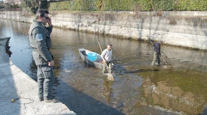 Navigli e Asciutta: recuperati oltre 36 quintali di pesce Navigli e Asciutta: recuperati oltre 36 quintali di pesce