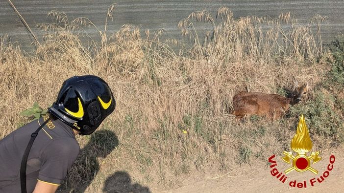 Garlasco, i vigili del fuoco salvano un capriolo caduto nel canale Garlasco, i vigili del fuoco salvano un capriolo caduto nel canale