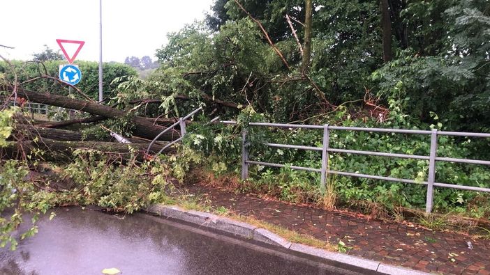 Un albero abbattuto dal nubifragio a Casorate Sempione (foto dalla pagina Facebook del sindaco Cassani)