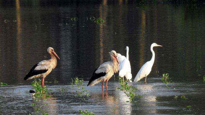 Pieve Albignola: tornano le cicogne nelle risaie