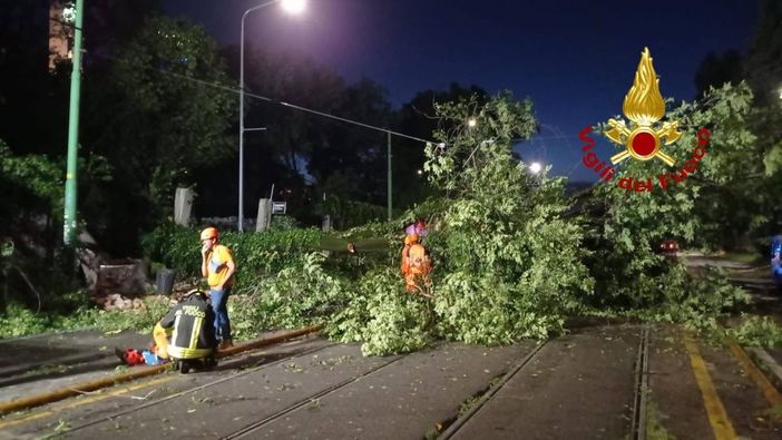 L'albero di 20 metri crollato a Milano per il maltempo L'albero di 20 metri crollato a Milano per il maltempo