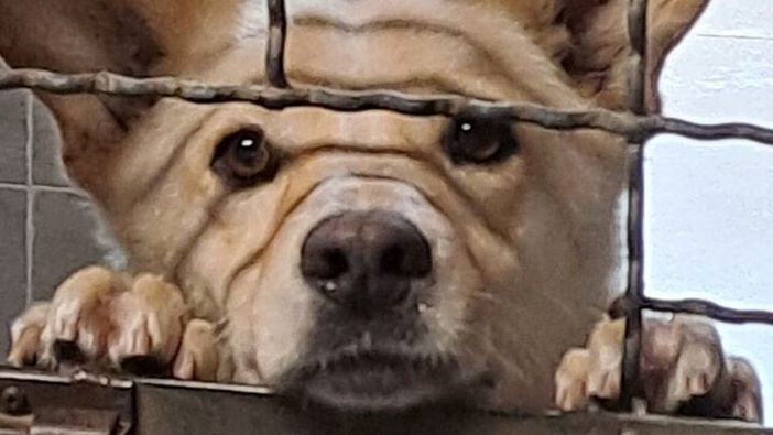 Canile "lager" scoperto nel Novarese Canile "lager" scoperto nel Novarese