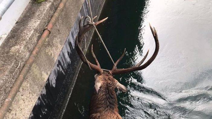 Vizzola Ticino: cervo &quot;innamorato&quot; cade nel Villoresi e viene salvato