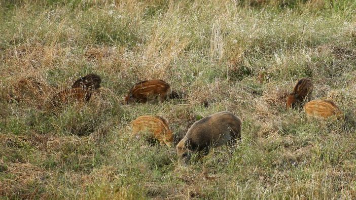 Peste suina, secondo caso in Oltrepo Pavese Peste suina, secondo caso in Oltrepo Pavese