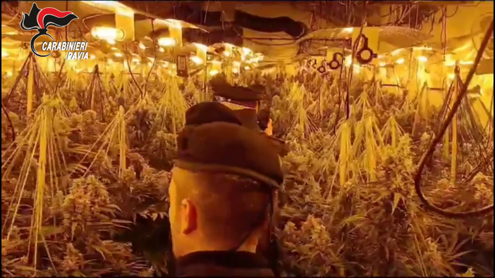 Cozzo: allaccio abusivo alla rete elettrica per coltivare cannabis in un cascinale, arrestate due persone. Le immagini Cozzo: allaccio abusivo alla rete elettrica per coltivare cannabis in un cascinale, arrestate due persone. Le immagini