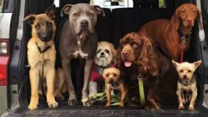 Milano, la Polizia Locale salva 34 cani denutriti Milano, la Polizia Locale salva 34 cani denutriti