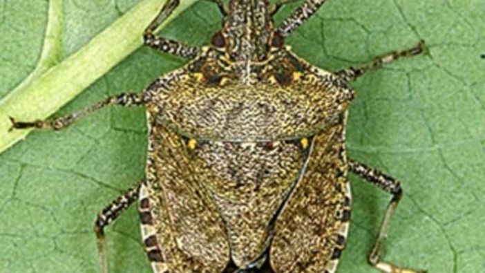 Coldiretti, col caldo allarme cimici e cavallette. Anche in Lombardia