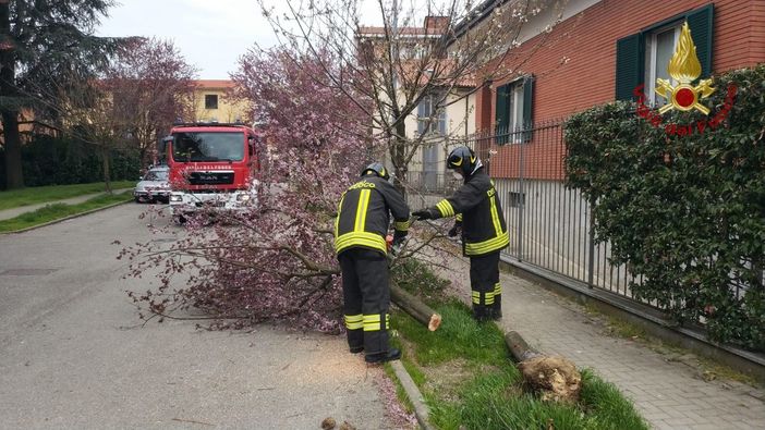 Pavia: il vento causa la caduta di alcuni alberi in città