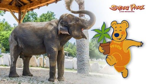 L'elefantessa Maya, adottata a distanza, e Teddi aspettano i bambini al Safari Park Lago Maggiore L'elefantessa Maya, adottata a distanza, e Teddi aspettano i bambini al Safari Park Lago Maggiore