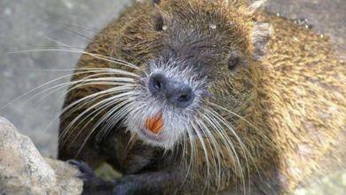 Lombardia come Louisiana: la Regione conterrà le nutrie con dei ‘trappers’ professionisti