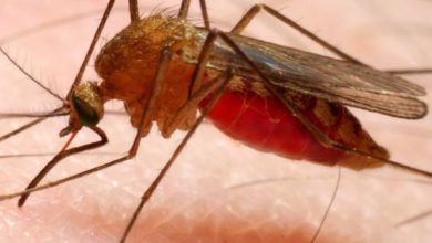 Zanzara del Nilo: un caso anche a Robecco sul Naviglio